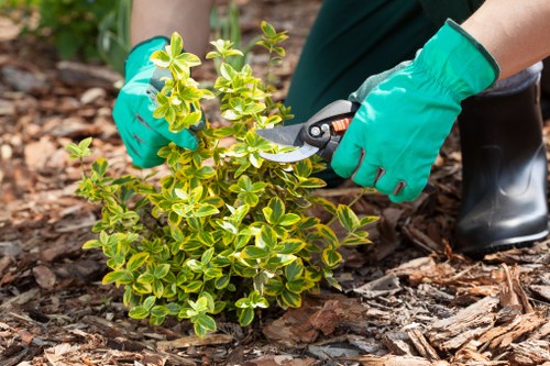 Garden restoration and maintenance services in Teddington