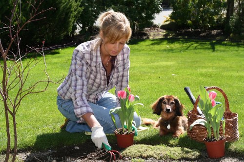 Safe and tidy tree surgery services in Teddington