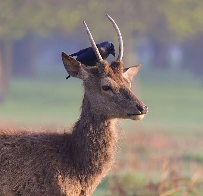 A close-up of a deer's head and upper body in a natural outdoor setting, with a black crow perched on its antlers. The deer has a brown, textured coat with visible fur, and its antlers are light-color