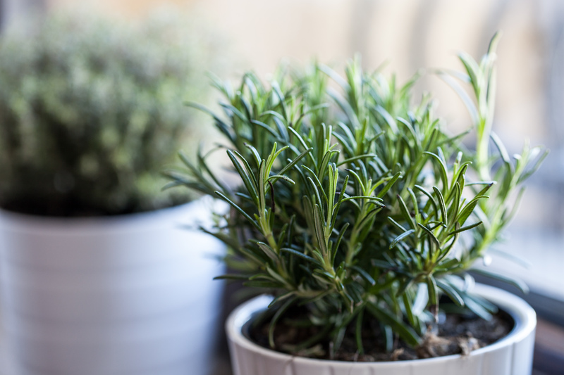 Garden hedges