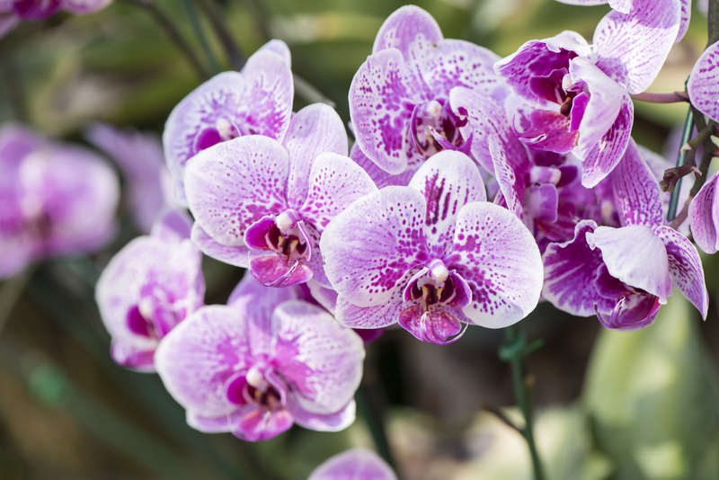 garden maintenance garden care